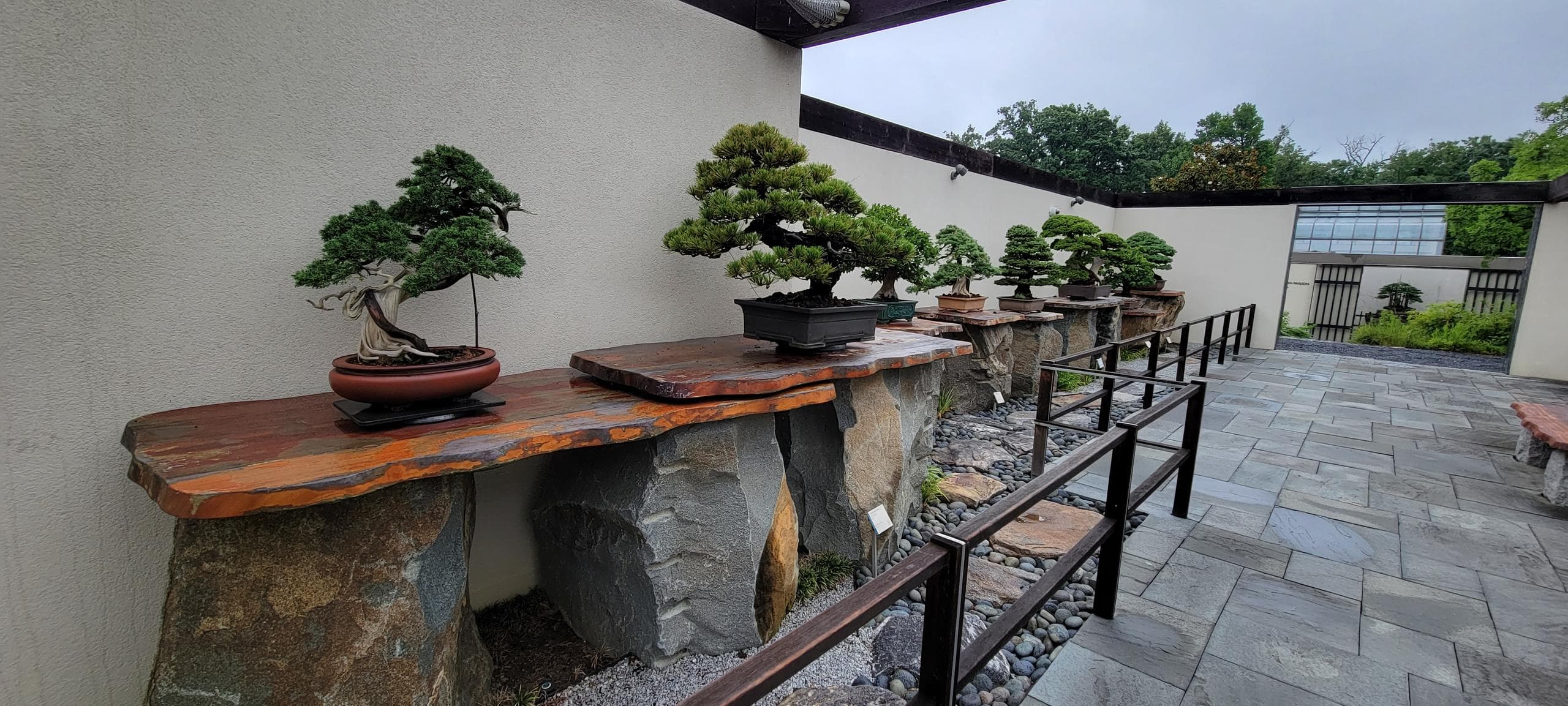 bonsai